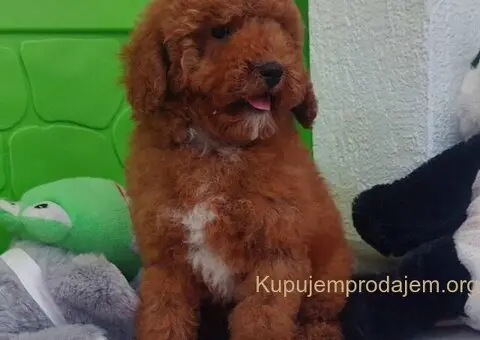 U ponudi stenci TOY PUDLE,  zenka i muzijak - 1/8