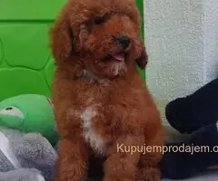 U ponudi stenci TOY PUDLE,  zenka i muzijak