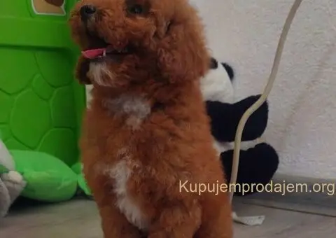 U ponudi stenci TOY PUDLE,  zenka i muzijak - 2/8