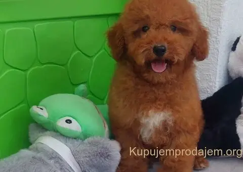 U ponudi stenci TOY PUDLE,  zenka i muzijak - 3/8