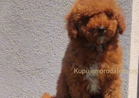 U ponudi stenci TOY PUDLE,  zenka i muzijak - 4/8