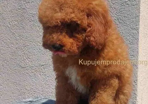 U ponudi stenci TOY PUDLE,  zenka i muzijak - 5/8