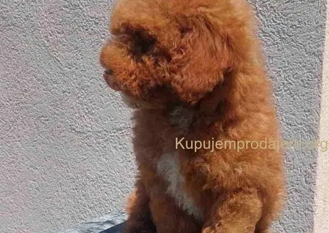 U ponudi stenci TOY PUDLE,  zenka i muzijak - 6/8