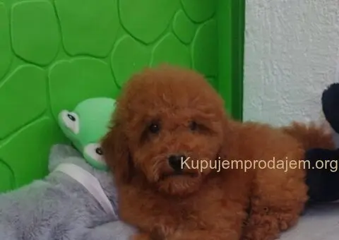 U ponudi stenci TOY PUDLE,  zenka i muzijak - 7/8