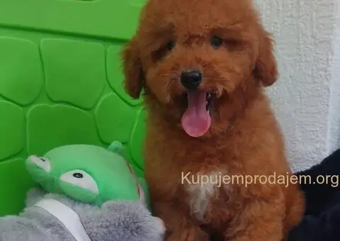 U ponudi stenci TOY PUDLE,  zenka i muzijak - 8/8