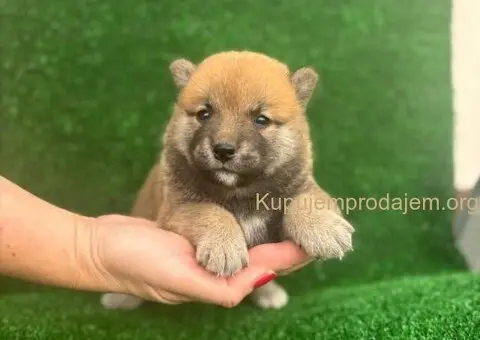 Shiba inu štenci - 1/5