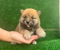 Shiba inu štenci