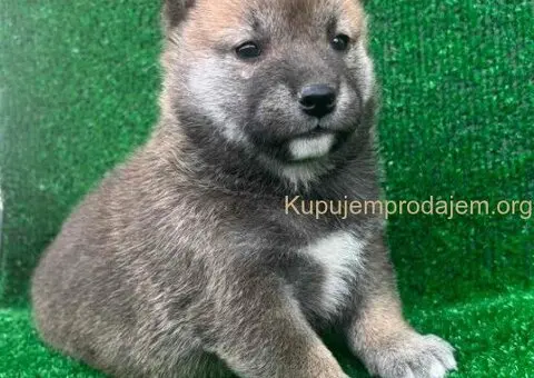 Shiba inu štenci - 2/5