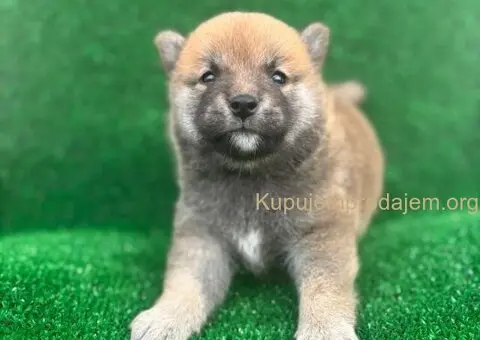 Shiba inu štenci - 3/5