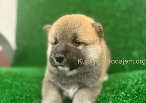 Shiba inu štenci - 4/5