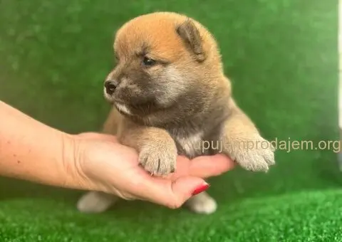 Shiba inu štenci - 5/5