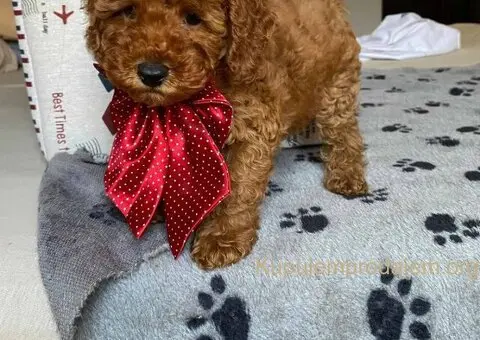 Crvene patuljaste pudle - 1/4