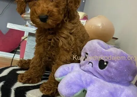 Crvene patuljaste pudle - 2/4