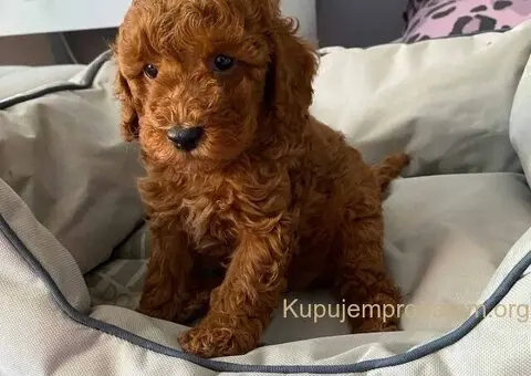 Crvene patuljaste pudle - 3/4