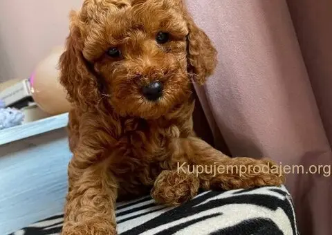 Crvene patuljaste pudle - 4/4