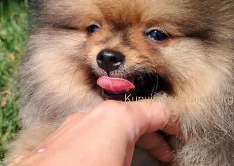 Pomeranac PRELEPI štenci - 1/5