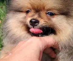 Pomeranac PRELEPI štenci