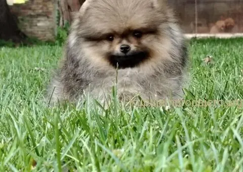 Pomeranac PRELEPI štenci - 4/5