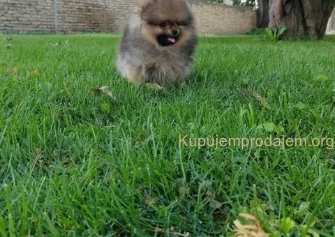 Pomeranac PRELEPI štenci - 5/5