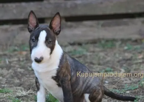 Štenci Mini bull terijera - 1/11