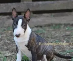 Štenci Mini bull terijera