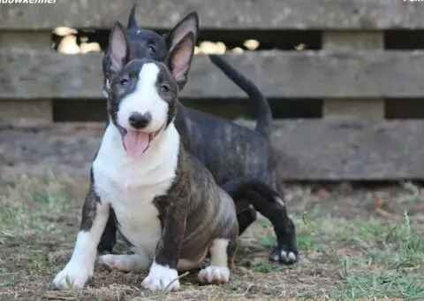 Štenci Mini bull terijera - 2/11