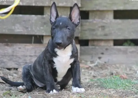 Štenci Mini bull terijera - 4/11