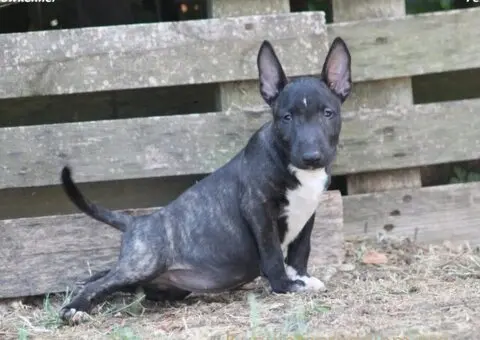 Štenci Mini bull terijera - 5/11