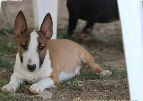 Štenci Mini bull terijera - 9/11