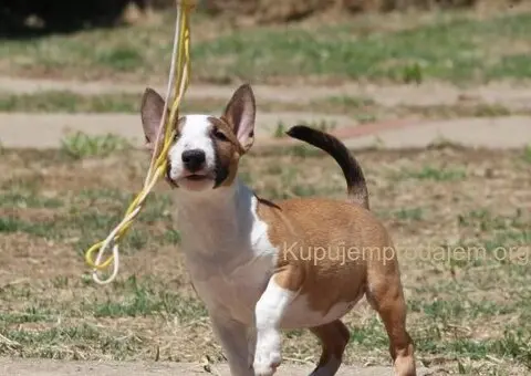 Štenci Mini bull terijera - 10/11