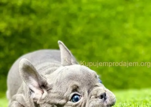 Francuski buldog plavi štenci - 2/11
