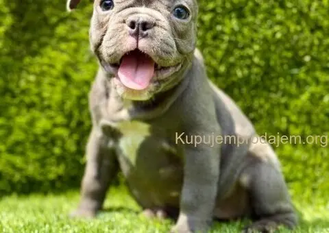 Francuski buldog plavi štenci - 4/11