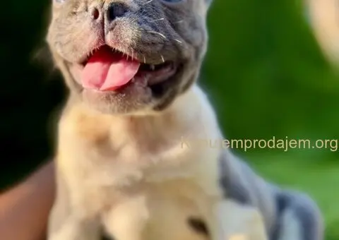 Francuski buldog plavi štenci - 5/11