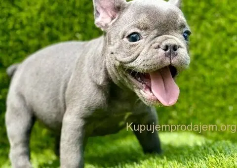 Francuski buldog plavi štenci - 7/11