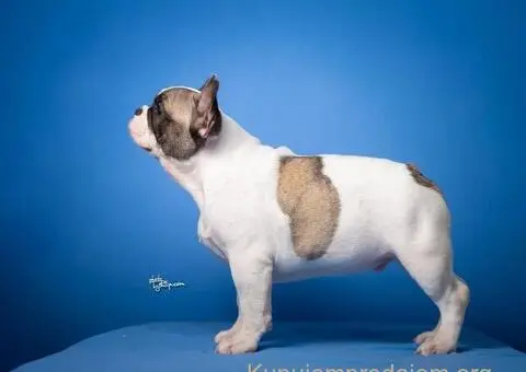 Francuski Buldog prelepi stenci - 1/8