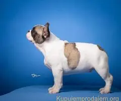 Francuski Buldog prelepi stenci