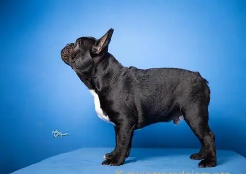 Francuski Buldog prelepi stenci - 2/8