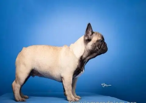 Francuski Buldog prelepi stenci - 3/8