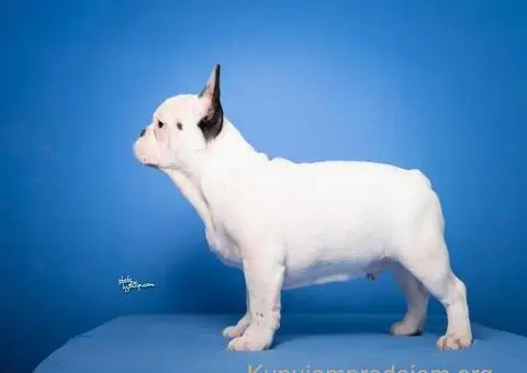 Francuski Buldog prelepi stenci - 4/8