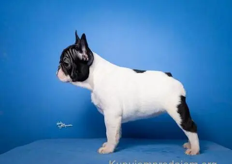 Francuski Buldog prelepi stenci - 5/8