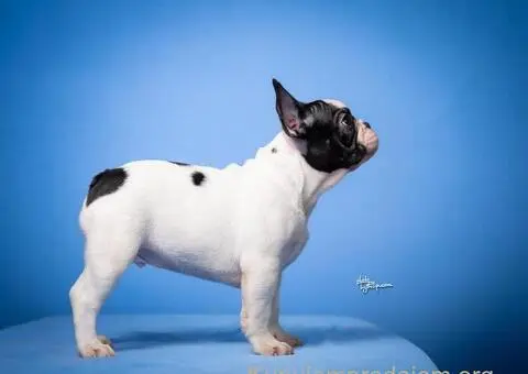 Francuski Buldog prelepi stenci - 6/8