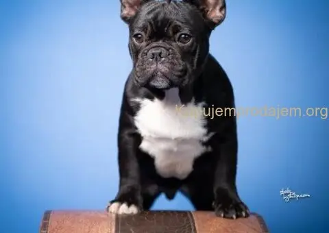 Francuski Buldog prelepi stenci - 7/8