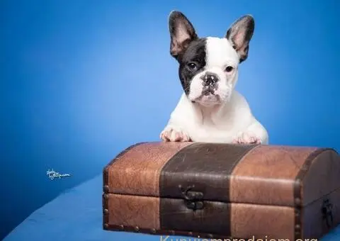 Francuski Buldog prelepi stenci - 8/8