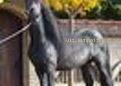 Frizijski konji na prodaju - 1/15