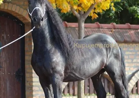 Frizijski konji na prodaju - 2/15