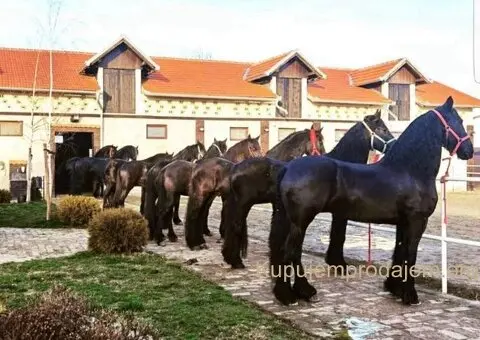 Frizijski konji na prodaju - 3/15