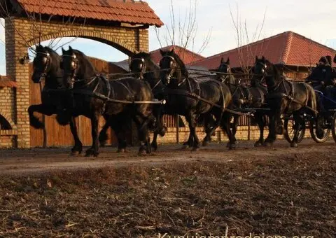 Frizijski konji na prodaju - 4/15