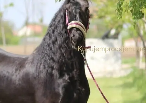 Frizijski konji na prodaju - 5/15