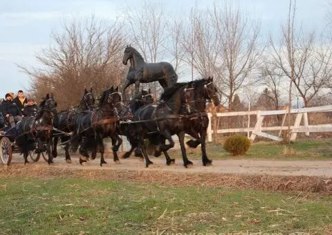 Frizijski konji na prodaju - 6/15