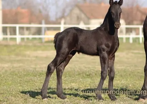 Frizijski konji na prodaju - 7/15